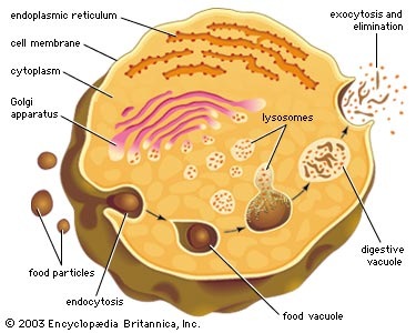 [endositosis[8].jpg]